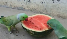 朋友家吃瓜,朋友家的一次欢乐吃瓜体验