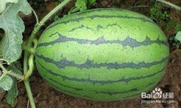 夏至消暑清补吃瓜,消暑清补，瓜果飘香尽享清凉