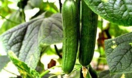 糖人可以吃瓜了吗