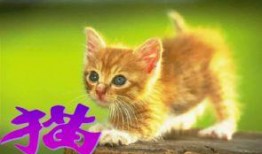 看图猜猫带你吃瓜,跟随“看图猜猫”探寻神秘瓜果世界