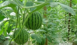 青州大瓜吃瓜事件,一场网络狂欢背后的真相与反思