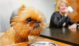 狗吃梨瓜做法,创意烹饪新尝试