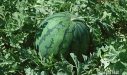 孕妇可以吃白杨瓜吗,白杨瓜的安全性探讨