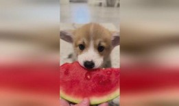 吃瓜吃的小狗视频动画