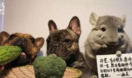 吃瓜阿呆,揭秘娱乐圈背后的那些事儿