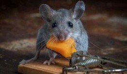 吃瓜老鼠梗,揭秘网络热梗背后的趣味与思考