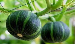 17c吃瓜-免费吃瓜红桃,免费红桃瓜果盛宴，尽享夏日清凉！