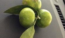 云里雾李吃瓜,揭秘网络热词背后的故事