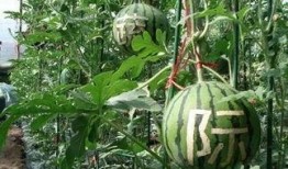 雨沫吃瓜后续,揭秘娱乐圈风云再起