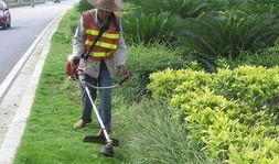 大街草坪吃瓜,瓜香四溢，夏日休闲新风尚