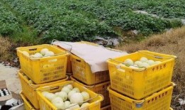 公交吃瓜安静,探寻都市生活中的宁静角落