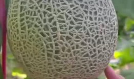 吃海南沙地蜜瓜,海南沙地蜜瓜的独特魅力