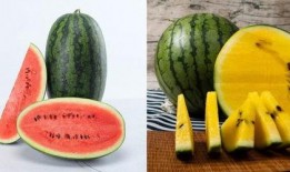 耐高吃瓜,揭秘瓜果界的“耐力之王”