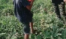 村民喜欢吃瓜,村民的夏日美食情怀