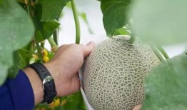 吃瓜秒变上吊,秒变上吊悲剧