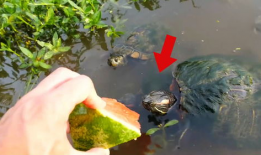 吃瓜乌龟,揭秘动物界的“美食评论家”