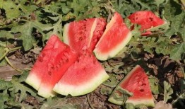 华落吃瓜,揭秘娱乐圈幕后故事