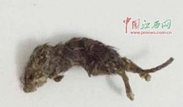 吃瓜老鼠梗,揭秘网络热梗背后的趣味与思考