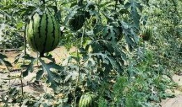 北京吃瓜的讲究,品味北京特色，解锁夏日消暑秘籍