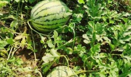 吃瓜吐种,揭秘网络舆论背后的真实情感