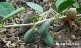 老鼠瓜可以直接吃吗,可直接食用的天然美味