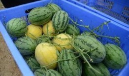 吃瓜群最新qq,QQ社交新潮流