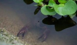 吃瓜河池,一场别开生面的美食之旅