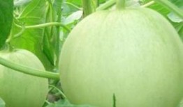 孕妇可以吃白杨瓜吗,白杨瓜的安全性探讨