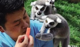 瓜吃狸是什么动物,揭秘神秘动物瓜狸的传奇故事