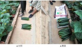 高二学生顶楼吃瓜