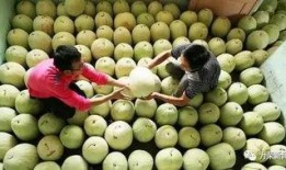 吃三白瓜过敏,探寻过敏源与应对策略