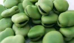 小瓜吃豆,趣味横生的冒险之旅