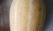 可炒菜吃的瓜,探索可炒菜瓜的多样烹饪艺术