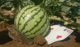 格拉索吃瓜,揭秘娱乐圈背后的秘密与真相