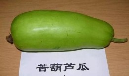 没法吃的瓜,揭秘那些无法入口的“美味瓜果”之谜