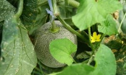 野生雨点带你吃瓜,野生雨点带你探索雨林美食之旅