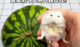 吃瓜甜鼠,揭秘网络红人的甜蜜生活与争议