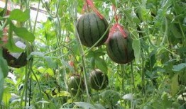 新鲜吃瓜视频,新鲜瓜事一网打尽