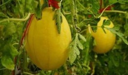 无绣瓜怎么吃,探索清新口感的新选择