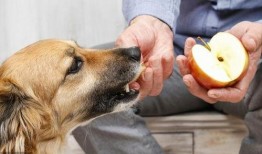 狗吃梨瓜做法,创意烹饪新尝试