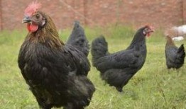 土豪养鸡吃瓜视频,一场奢华的田园生活秀