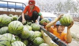 带鸟吃瓜,带鸟共赏的田园风光