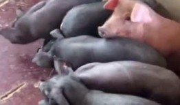 狗血吃瓜后续搏击,搏击风云再起，恩怨情仇再掀波澜