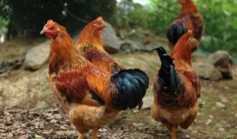 土豪养鸡吃瓜视频,一场奢华的田园生活秀