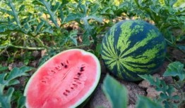 日坛吃瓜,揭秘京城吃瓜群众的日常