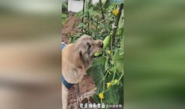 小狗围观吃瓜图,萌态十足！