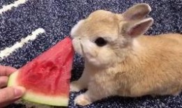 兔子吃不吃小瓜,探究兔子是否爱吃小瓜
