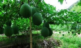 吊瓜适合怎么吃,解锁健康美味新体验