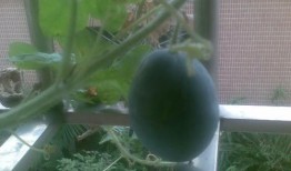 莱阳阳台吃瓜,瓜香四溢的夏日时光