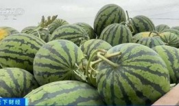 南坪吃瓜了,吃瓜群众的热议焦点